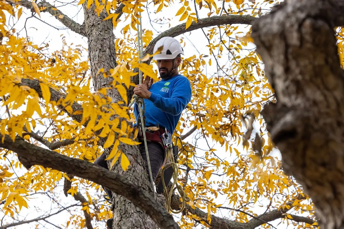 Skilled Tree Pruning crew working in North Street