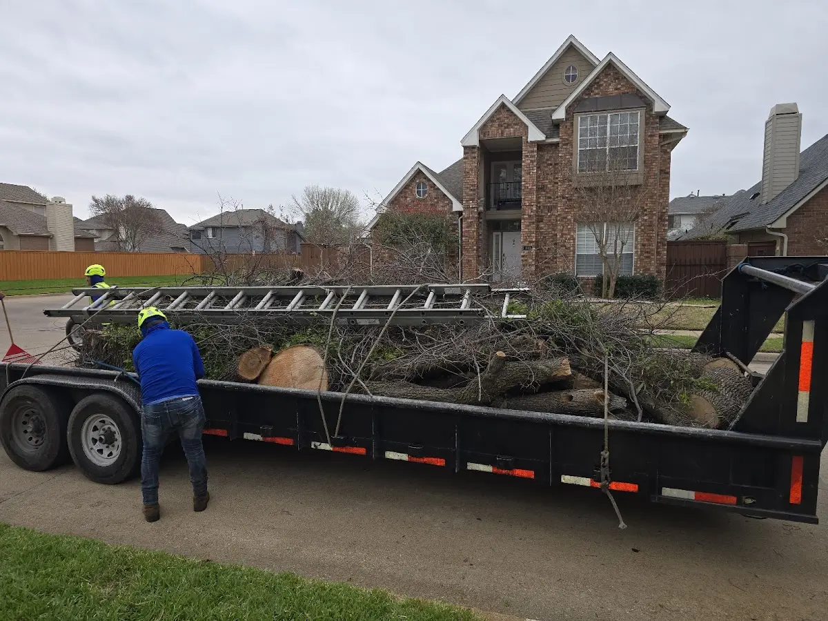 Expert Tree Fertilization with proper safety equipment in North Street